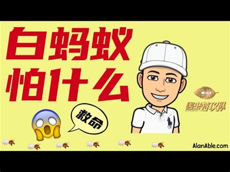 白蟻怕熱嗎|居家防白蟻